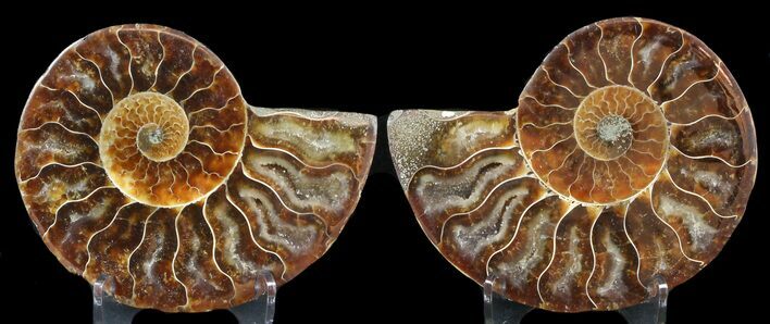 Sliced Fossil Ammonite Pair - Agatized #46517